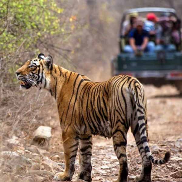 Ranthambore Destinations