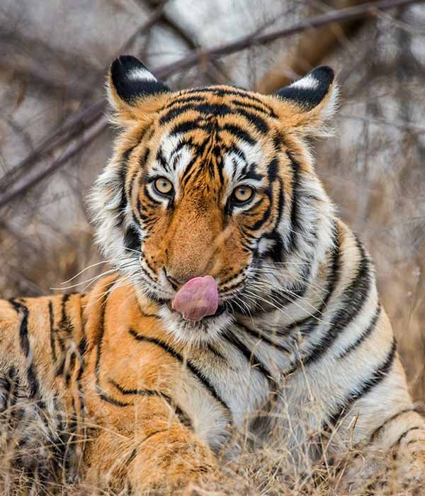 Rajasthan Wildlife Tour