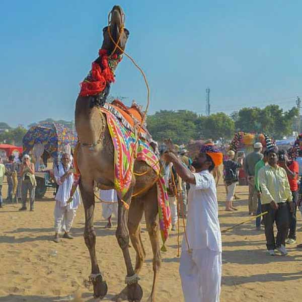 Pushkar day trips